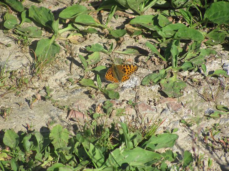 Issoria lathonia, variante piccola